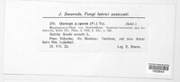 Claviceps purpurea image